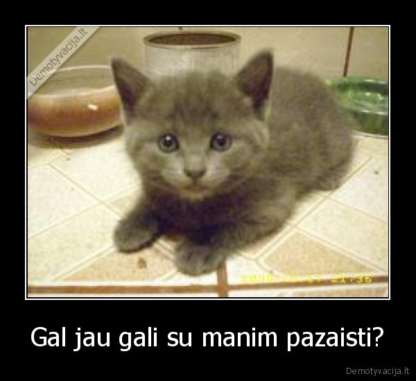 katinas, nori, zaisti, kompiuteris, vaikai, svente, darbas