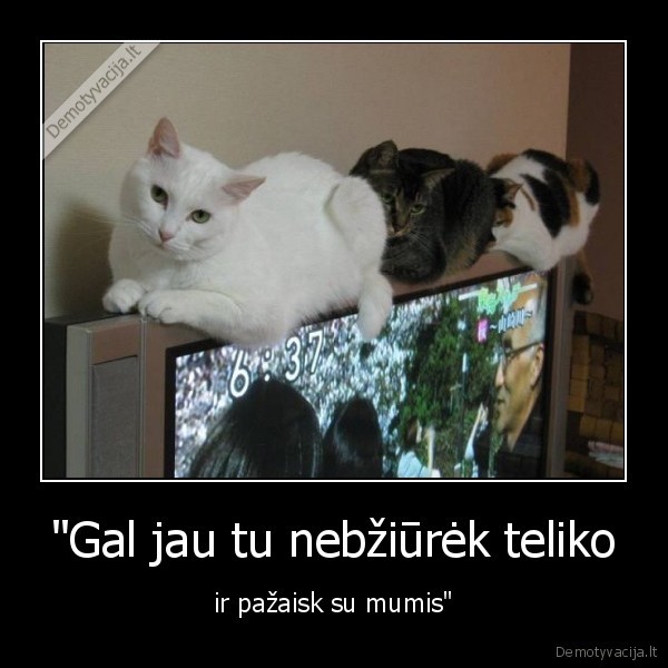 kate,televizorius,katinas,zaidimai