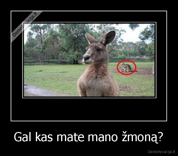 kenguru, pisasi, meile, gyvunai