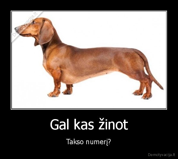 suo, taksas,taksi, numeris