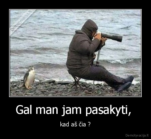 juokas,pingvinas,fotografas