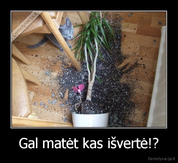 katinas, siaucia,sudauze,netycia,prigavo