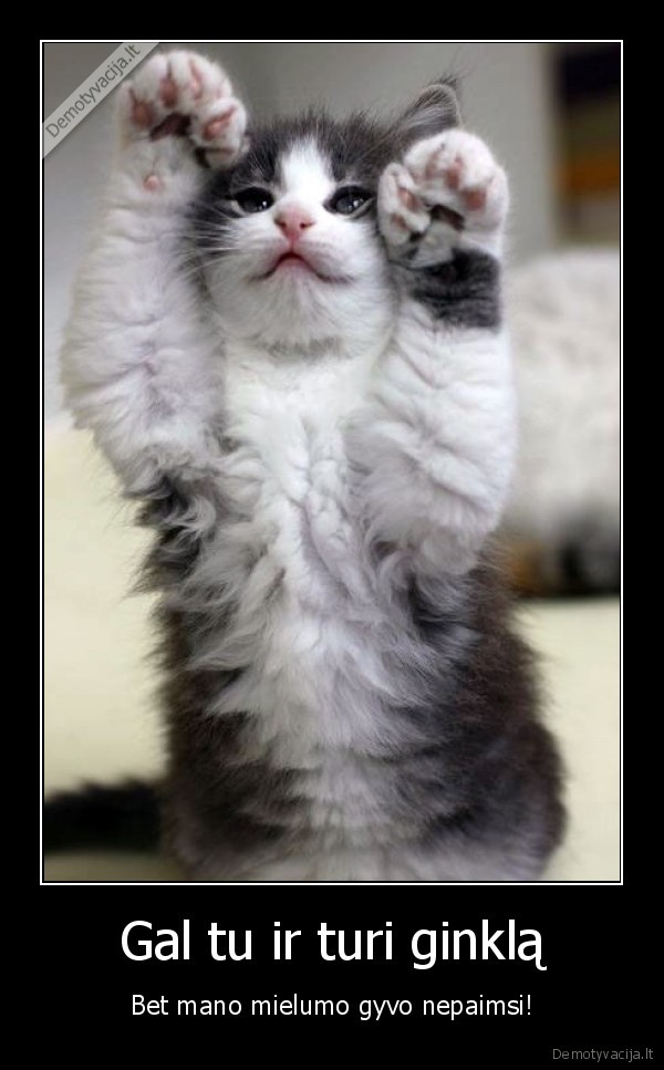 mielas, kaciukas,katinelis, pasiduoda