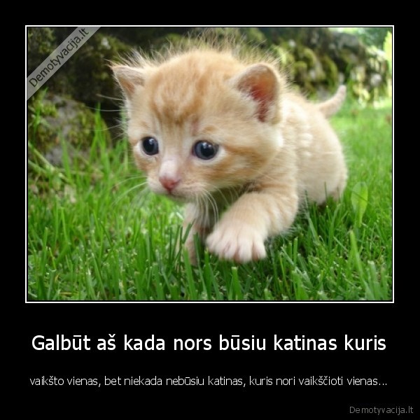 Galbūt aš kada nors būsiu katinas kuris