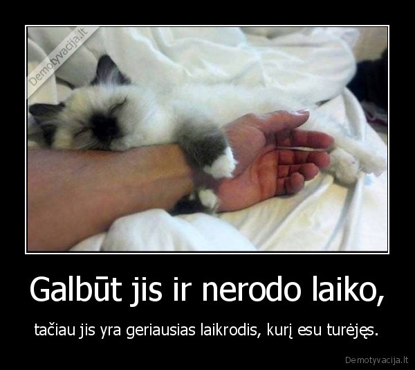 kate,katinas,laikrodis,laikas