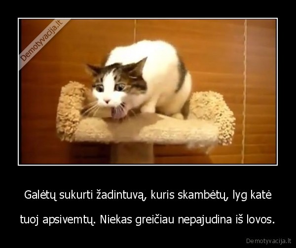 zadintuvas,kate,katinas,miegas,lova