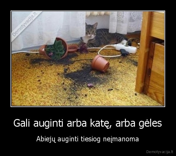 kate,geles,sudauze, vazona