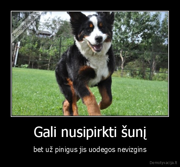 Gali nusipirkti šunį