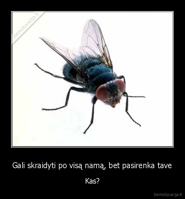 Gali skraidyti po visą namą, bet pasirenka tave