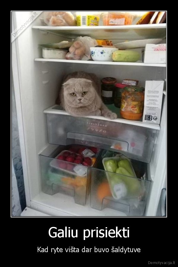 katinas, saldytuve,vistienos, vagis