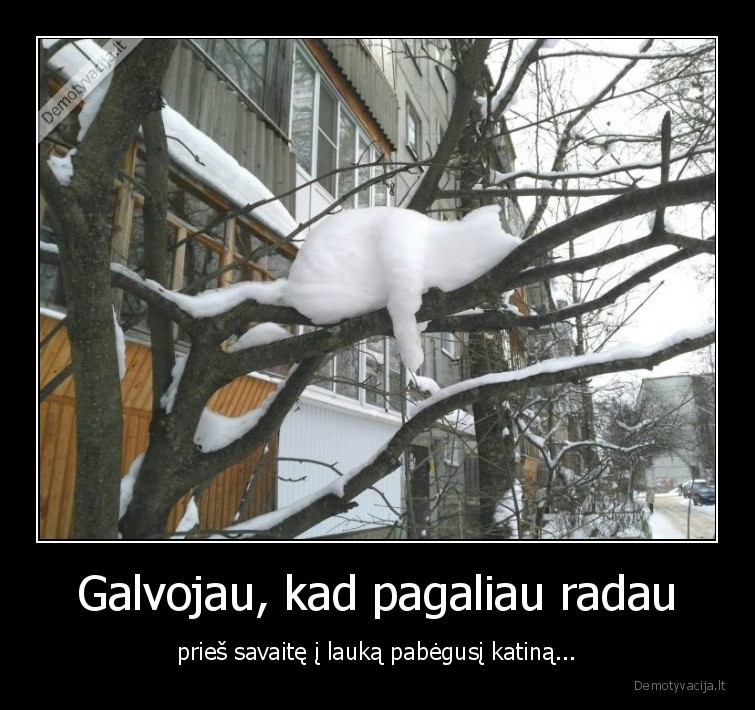 katinas,sniegas,sakos