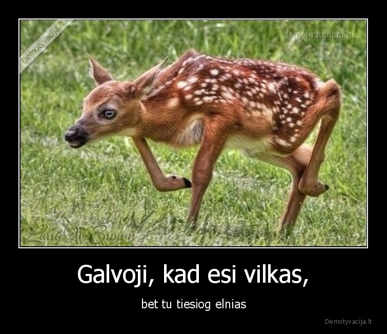 vilkas,elnias,galvoti,manyti