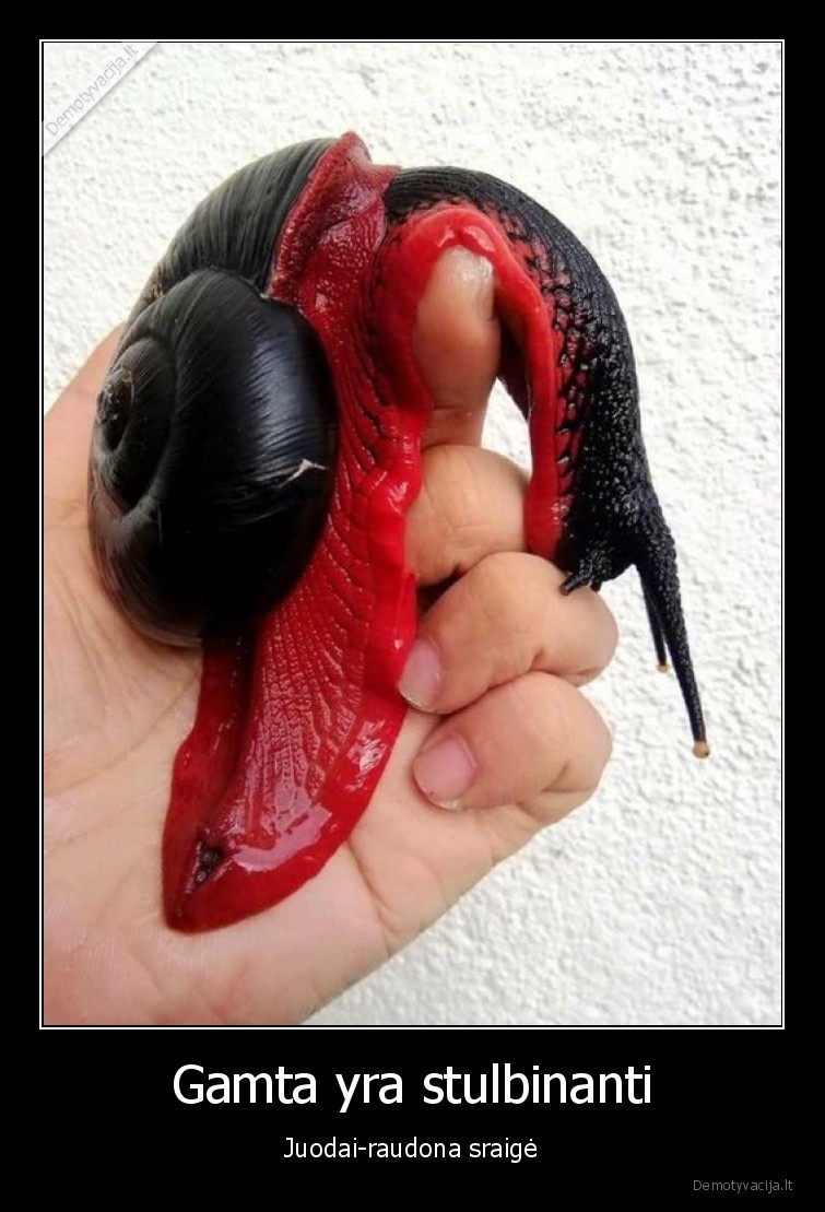 juodai,raudona,sraige