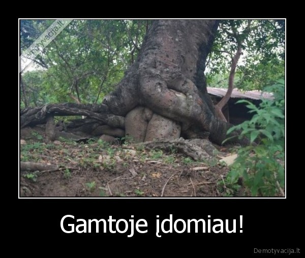 medziai,daro,reikala,be,sargio