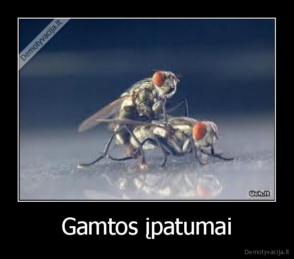 Gamtos įpatumai
