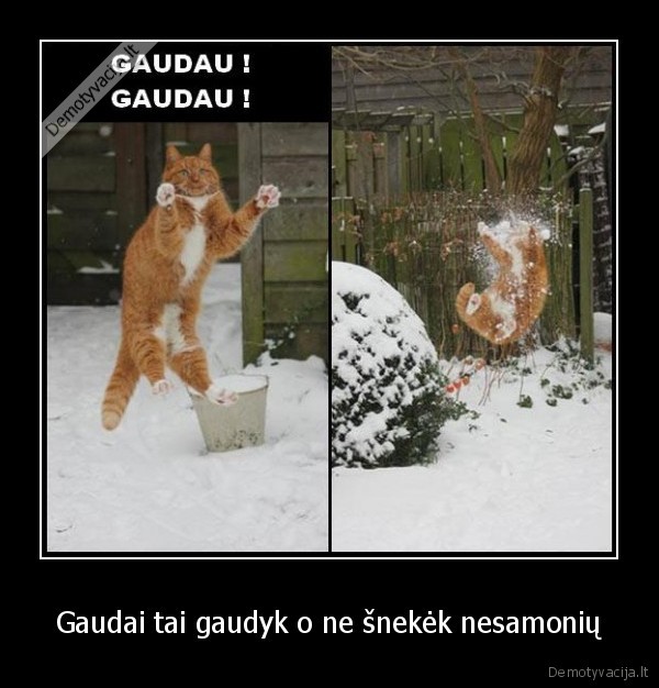 Gaudai tai gaudyk o ne šnekėk nesamonių