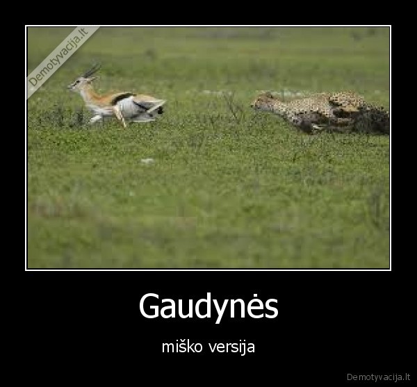 gaudynes,versija