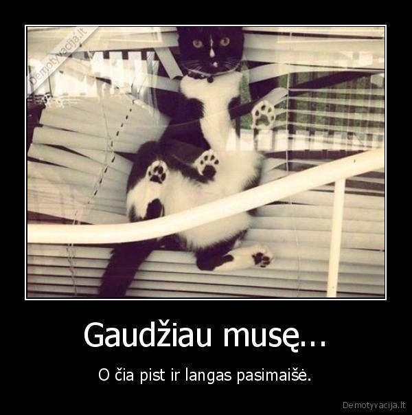 Gaudžiau musę...