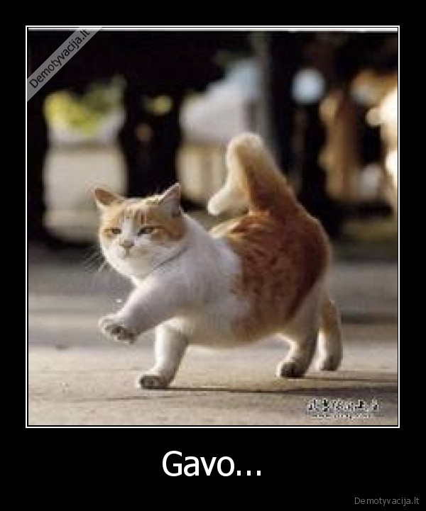 bad, pic, omg, katinas, lold