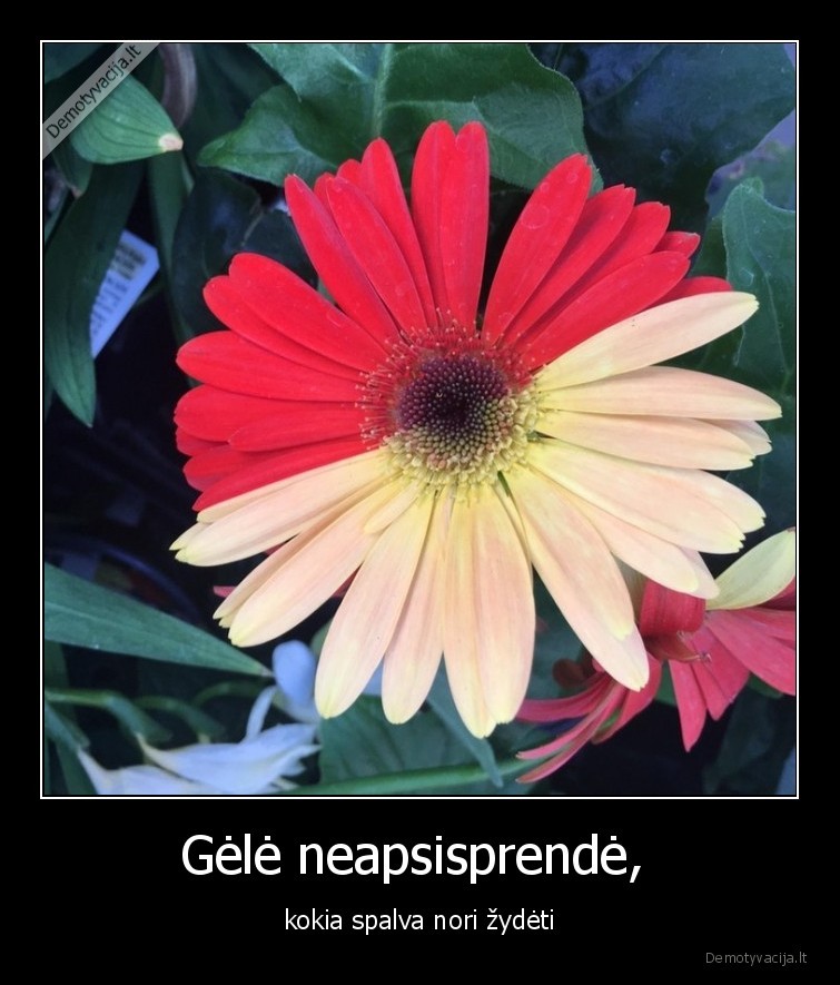 gele,neapsisprende,zydeti,spalva