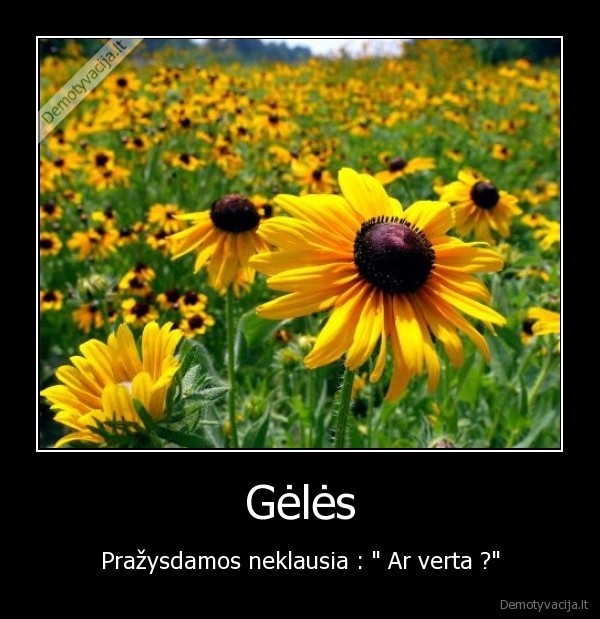 geles,prazysdamos,gele