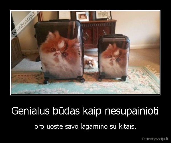 oro, usotas,lagaminas,kate