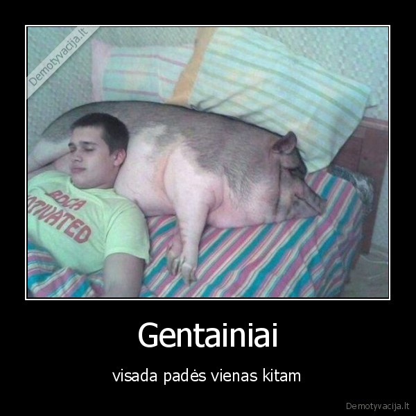 kiaule, miega, ant, kiaules, tinginiai