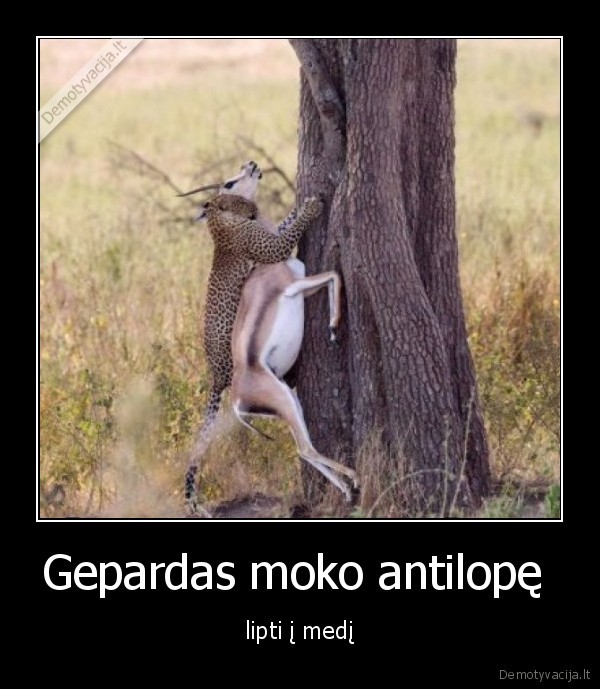 Gepardas moko antilopę 