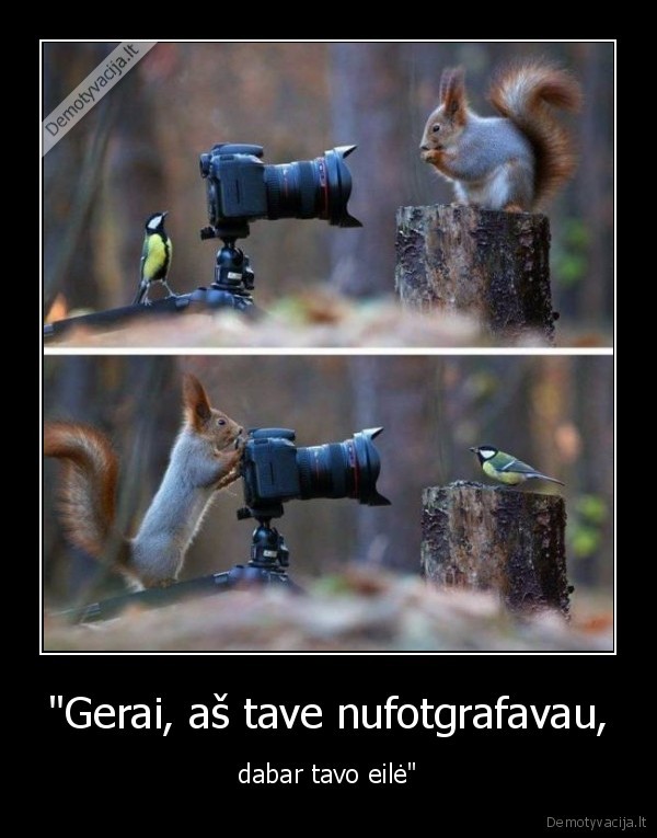 vovere,zyle,fotografija