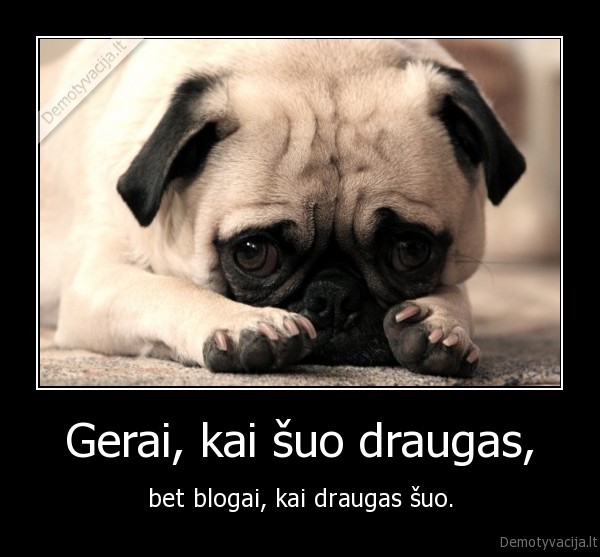 Gerai, kai šuo draugas,