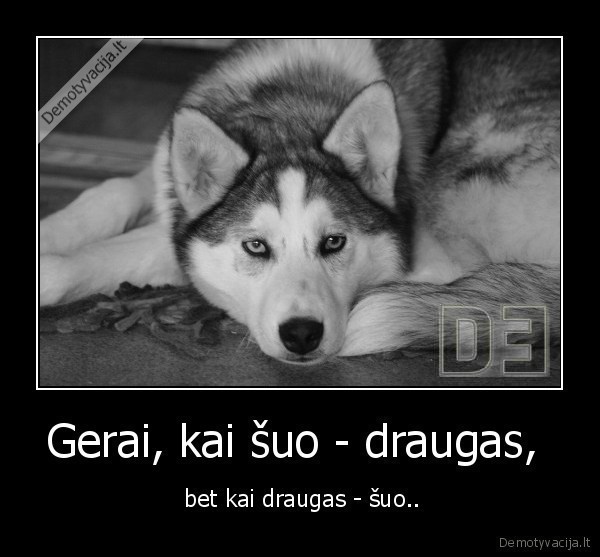 suo,draugyste,draugas,gyvunai
