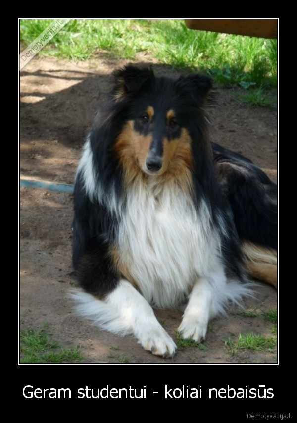 Geram studentui - koliai nebaisūs