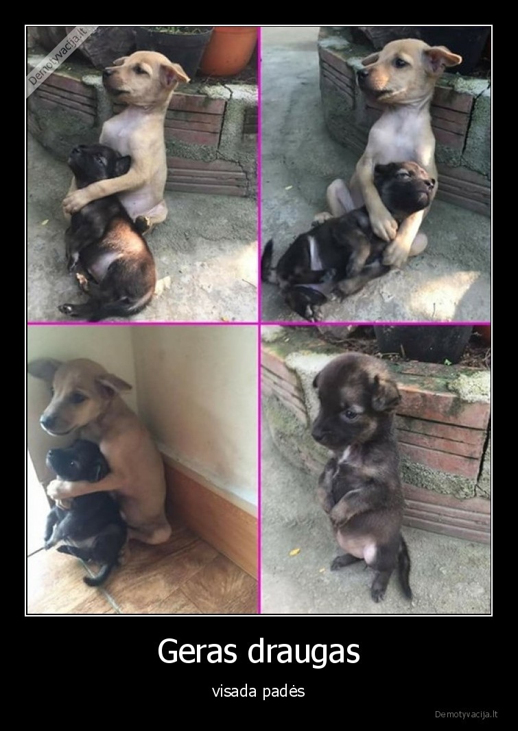 draugas,suniukai,draugyste,padeti,pagalba