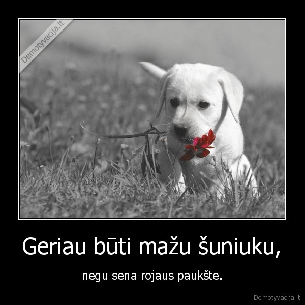 mazas, suniukas,rojaus, paukste