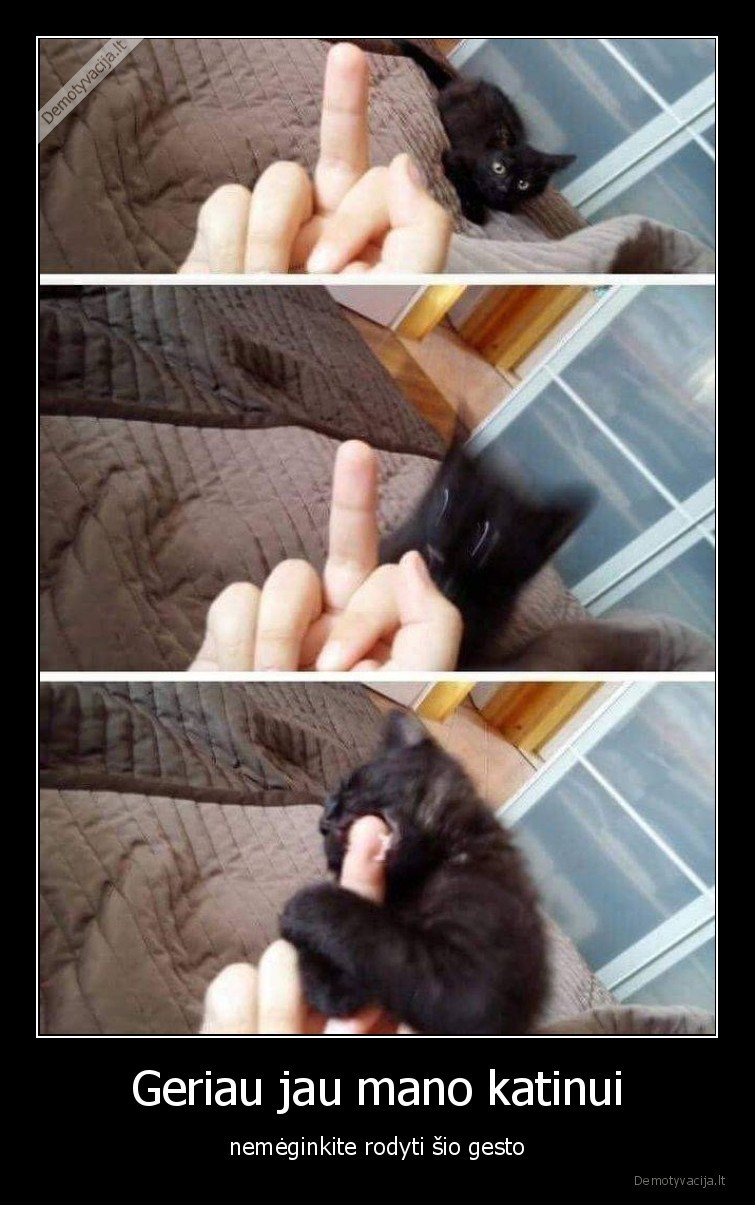 katinai,fakas,pirstas,vidurinis, pirstas,kates,gestas,katinai,augintiniai