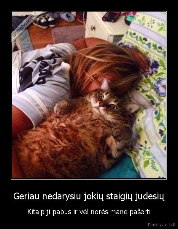 storas, katinas,katino, serimas,juokingas, katinas,miega, su, katinu