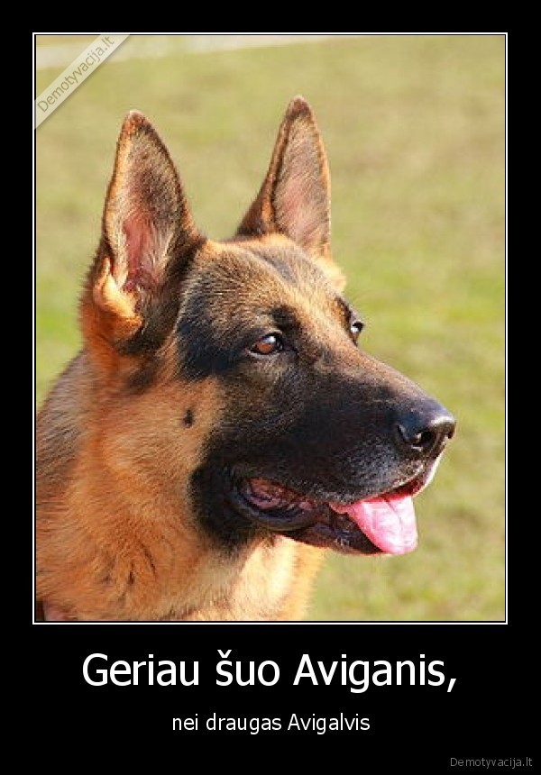 Geriau šuo Aviganis,