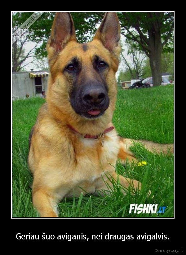Geriau šuo aviganis, nei draugas avigalvis.