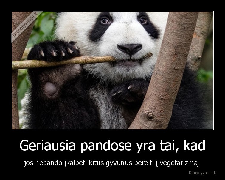 panda,vegetarai,pandos