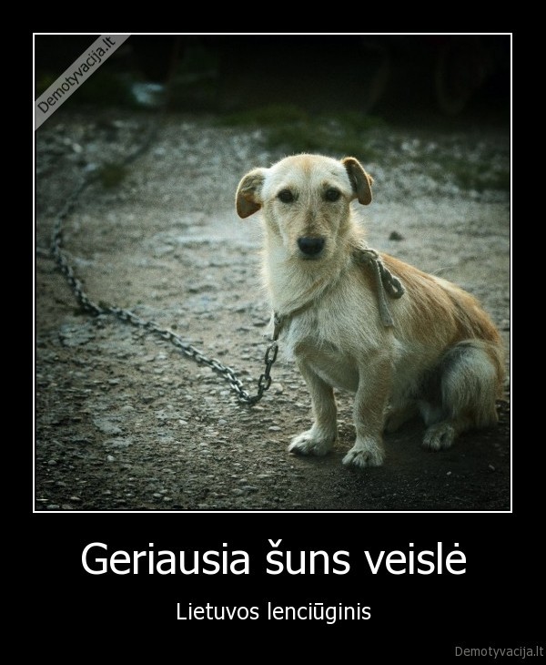 Geriausia šuns veislė