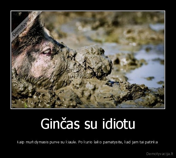 kiaule,gincas,idiotai,purvas