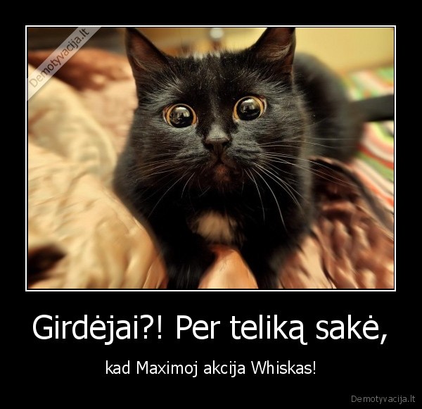 juokingas, katinas,katino, akys,mielas, katinas