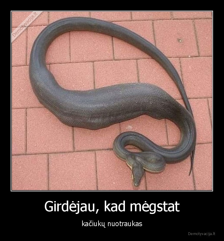 katinas,kaciukas,viduje,gyvate