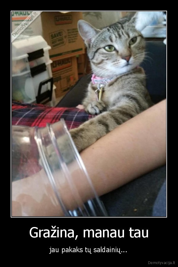 juokingas, katinas,saldainiu, dubuo