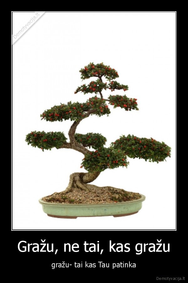 grazu, bonsai, gyvenimas