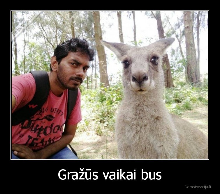 indas,kengura,nuotrauka,juodas