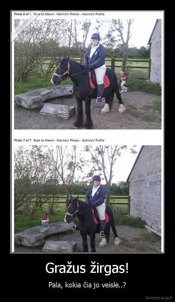 Gražus žirgas!