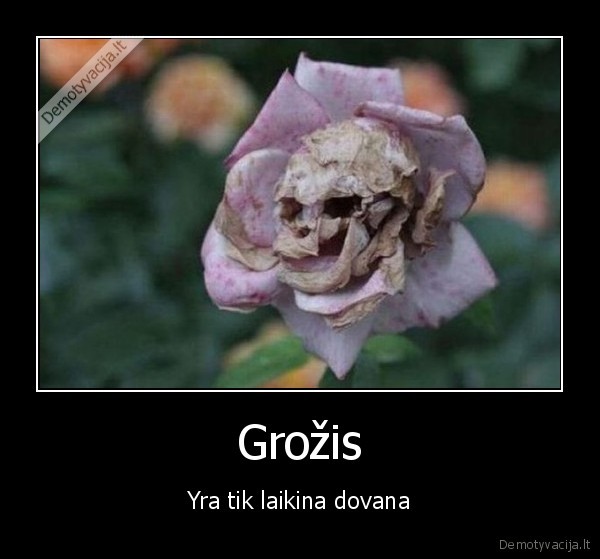 gyvenimo, ismintis,roze