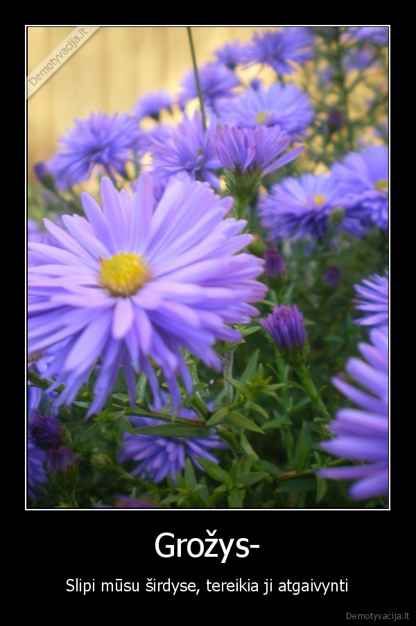 Grožys-