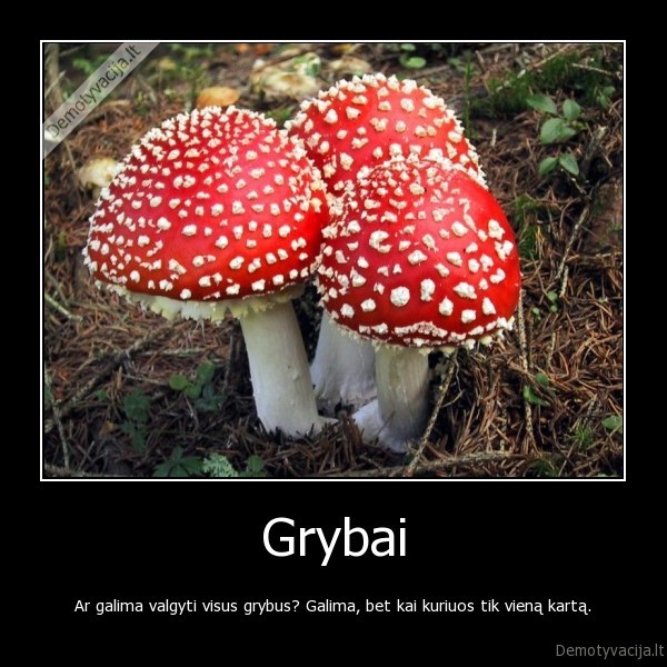 Grybai